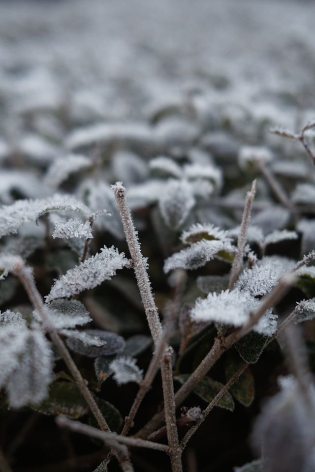 a photograph of a plant with frost covered leaves and frost