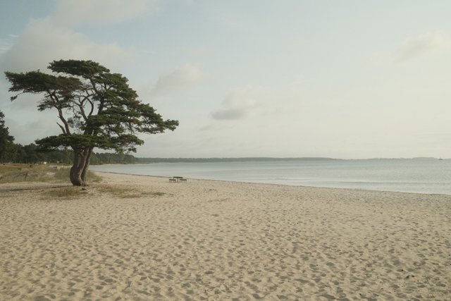 a photograph of a lone tree on a sandy beach