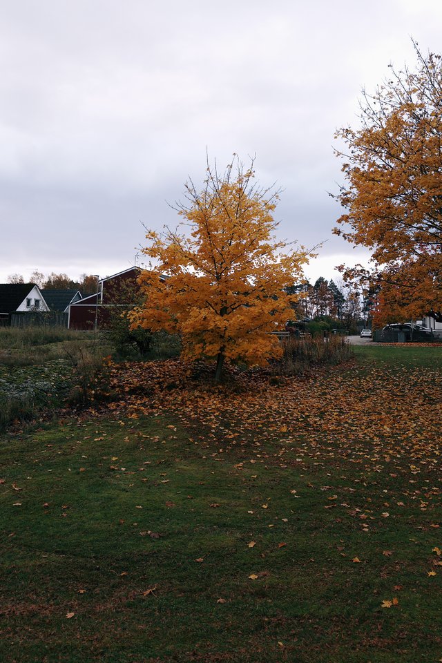 a photograph of a tree with yellow leaves on a field